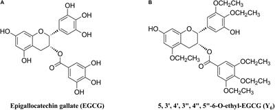 Y6, an Epigallocatechin Gallate Derivative, Reverses ABCG2-Mediated Mitoxantrone Resistance